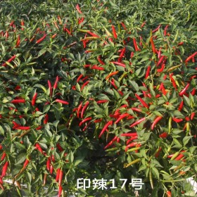 朝天椒种籽高产四季红辣椒盆栽特辣 蔬菜种子