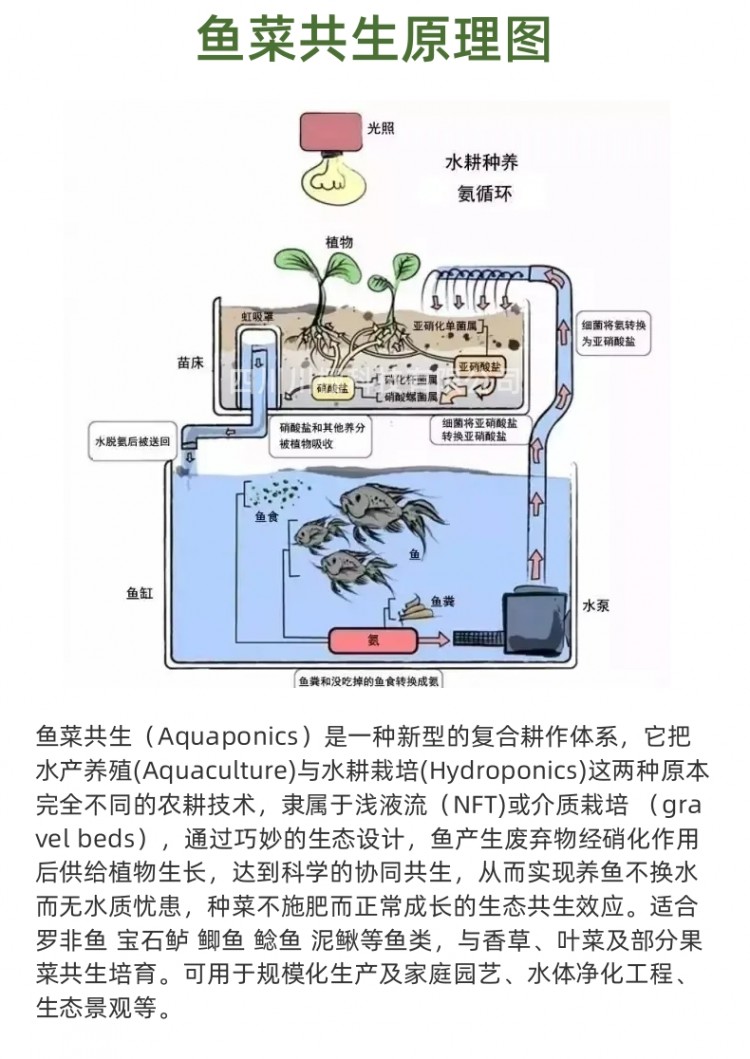 鱼菜共生详情页_3