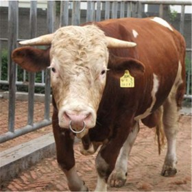 厂家供应西门塔尔牛  纯种西门塔尔牛现货出售批发