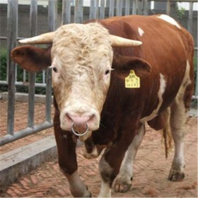 肉牛 繁育母牛厂家供应 黄牛母牛价格 纯种母牛繁育基地 免费运输