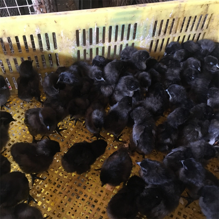 厂家批发五黑鸡苗 脱温五黑鸡苗价格