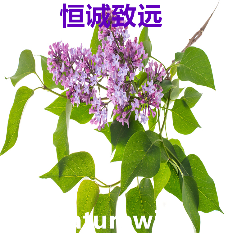 芹菜素  520-36-5   三大图谱 高纯98% 对照品中检所