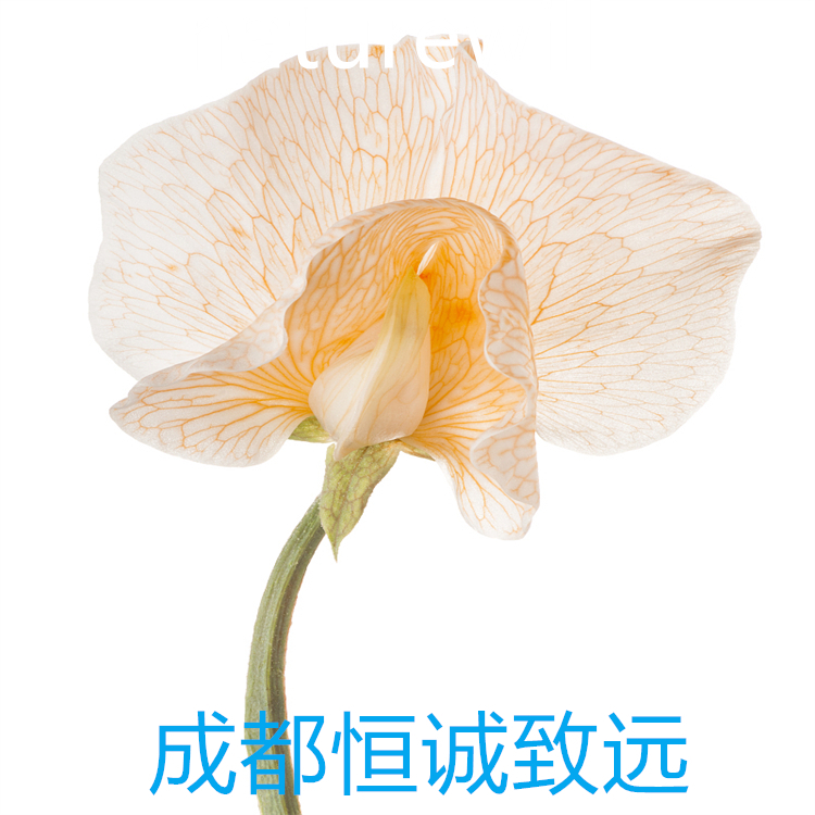 2-羟基胡椒酚  1126-61-0   标准品 对照品 图谱全 科研专用