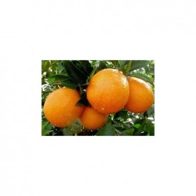 清秋脐橙苗批发 脐橙苗价格 成都果树苗价格 厚强出售橙子苗