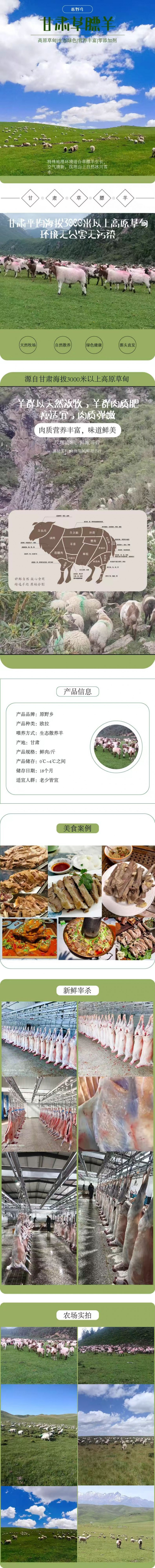 甘肃草膘羊详情图