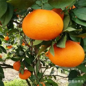 新品种柑橘果树苗 好吃的甘平柑橘苗 嫁接好的新品种甘平果苗