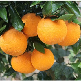 果冻橙柑橘苗 爱媛38号橙树苗 大量批发爱媛柑橘果苗