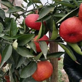 柑橘新品种苗 缓红椪柑树苗 嫁接好的柑橘苗品种