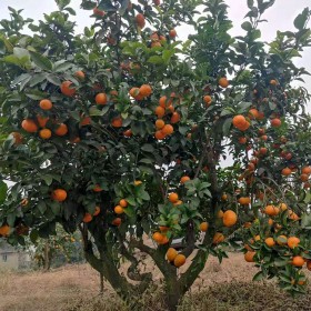 砂糖橘新品种苗 金秋砂糖橘果树苗 柑橘树苗根系好易成活