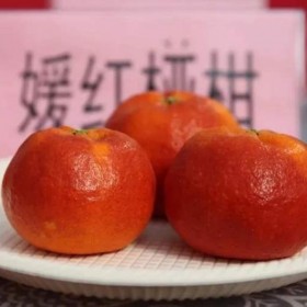 媛红椪柑 红柑橘苗出售 	 红柑橘苗 媛红椪柑苗