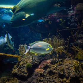 重庆戏浪亚克力鱼缸厂 大鱼缸定做观赏水族箱 大型海水鱼缸制作 海洋透明隧道设计安装