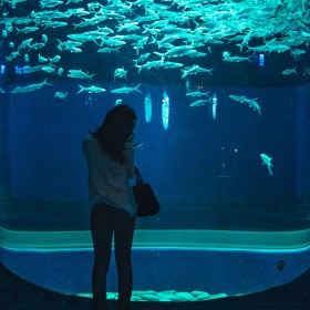 戏浪大型鱼缸定做安装 海洋馆设计施工维护 水族工程 亚克力大鱼缸设计定制