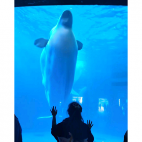 戏浪定做大型鱼缸水族工程 海洋馆造景 亚克力板材生产厂家维生系统维护