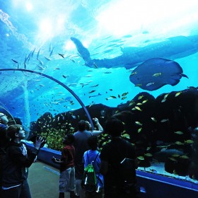 戏浪大型水族馆设计 亚克力大鱼缸 海洋馆设计安装 施工 承接海洋馆规划