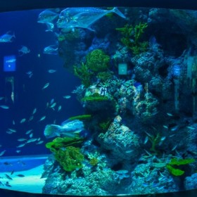 海洋馆建造与设计 水族工程洽谈业务合作四川云南重庆甘肃陕西鱼缸定做厂家