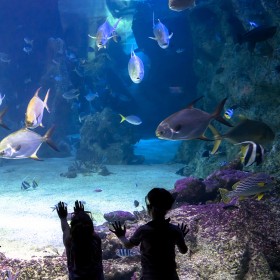 四川戏浪海洋馆设计 大型亚克力鱼缸定做公司 水族馆施工建造 海洋馆水产养殖过滤设备系统