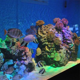 四川戏浪大型水族馆改建 亚克力鱼缸 海洋馆设计安装施工 承接海洋馆建造规划制作