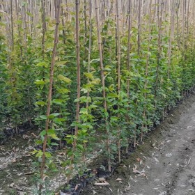 常绿油麻藤 护林护坡 不落叶爬藤爬墙植物 牛马藤-鑫启诚