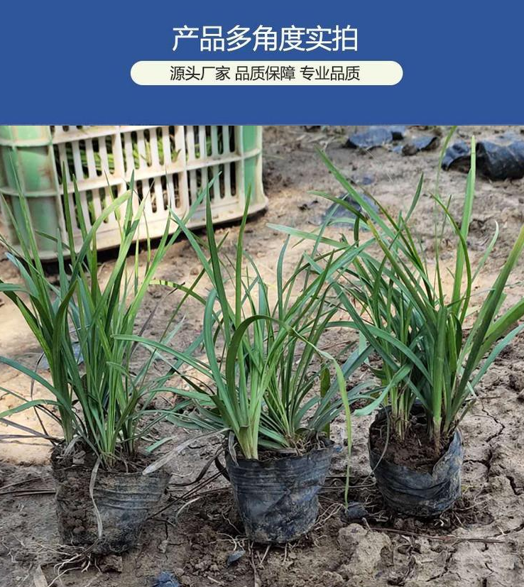 麦冬