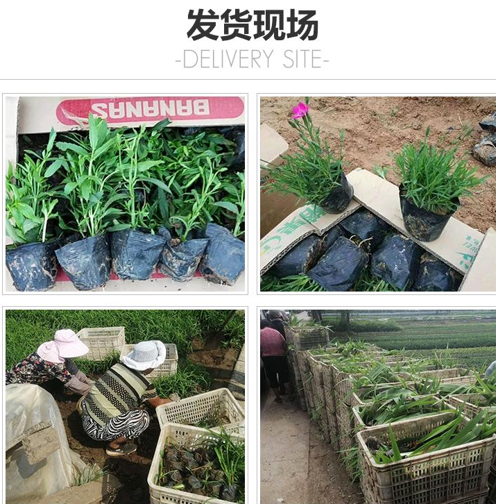 麦冬1