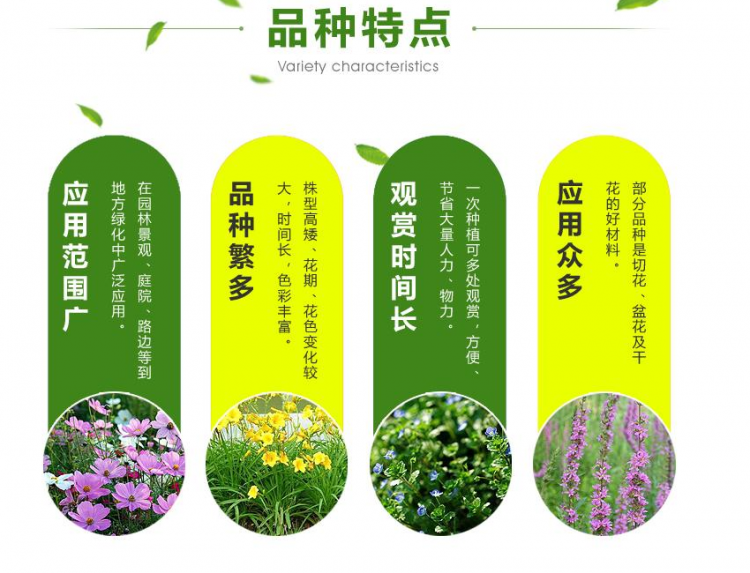 麦冬2
