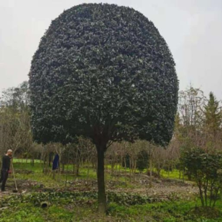 高杆桂花树基地优质供应 规格（8-20公分） 桂花 黑土苗 庭荫树园林移栽