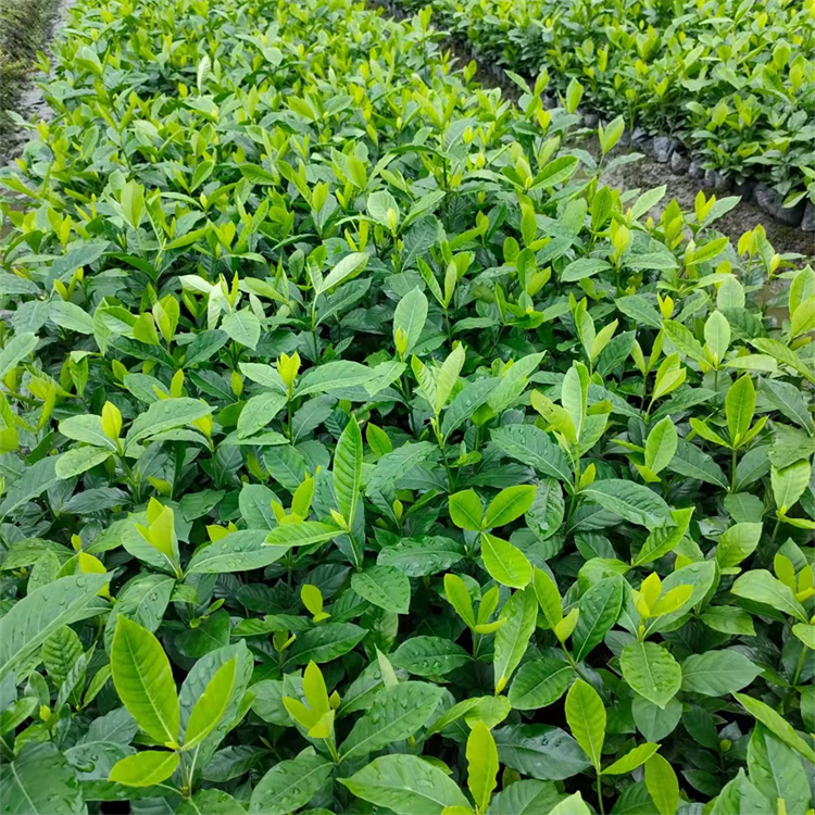 白色花系大叶栀子 庭院道路绿化观赏植物 带土发货 易成活