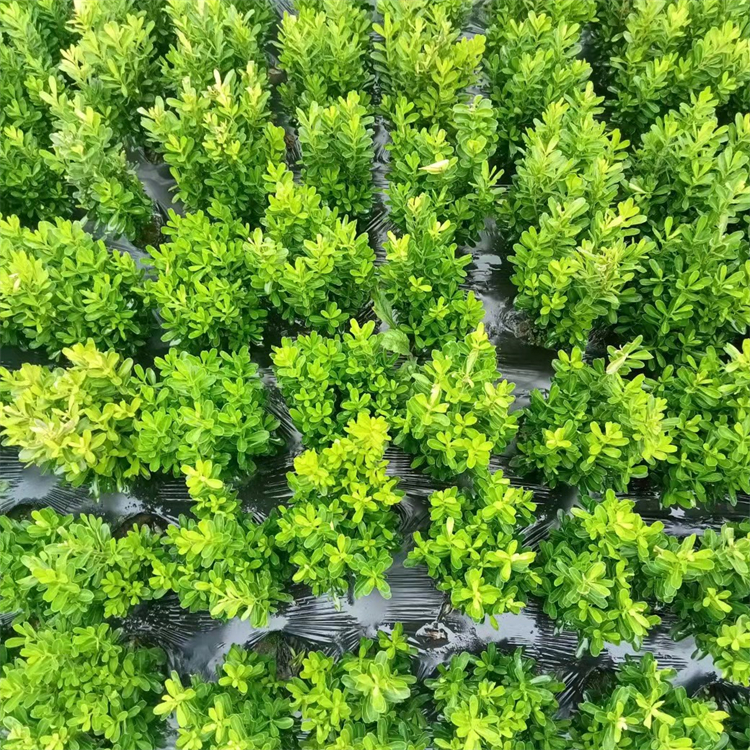 枝条密集庭院绿篱 常绿小叶黄杨 四级常青 高度30冠幅15厘米