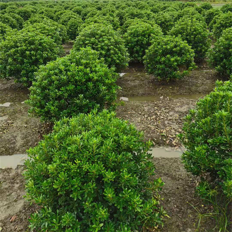 海桐球 冠幅60-200cm 常绿球类植物 黑土易栽种 袋苗地苗规格齐全