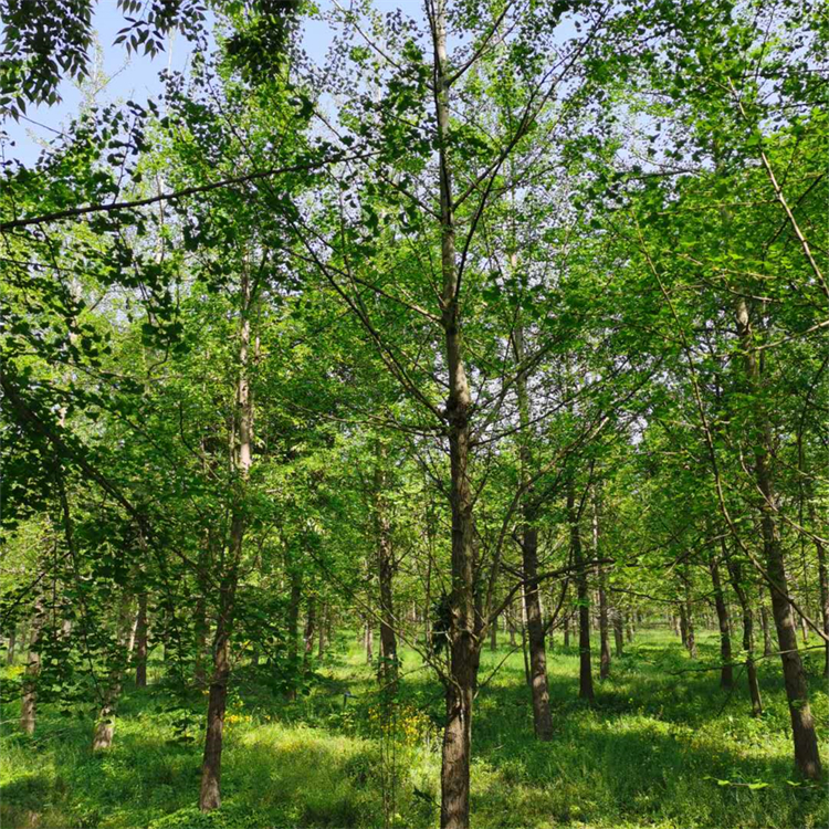 1-30公分银杏树苗银杏大树 占地树金叶绿化景观树 变色自然