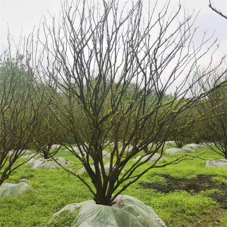 18公分香泡 精品柚子树 四季常绿型植物 基地直发