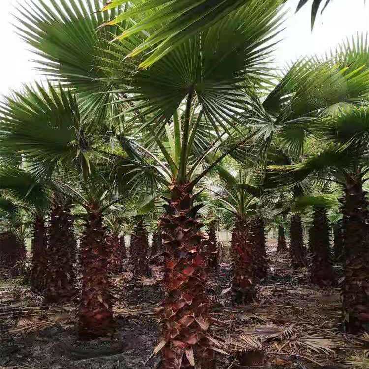 四季常青棕榈树老人葵 可工程对接华棕容器苗杆高1-10米