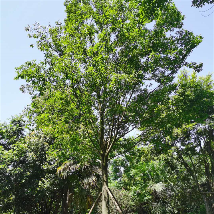 大量现货丛生朴树批发 基地种植 树干壮实 提供移栽技术支持
