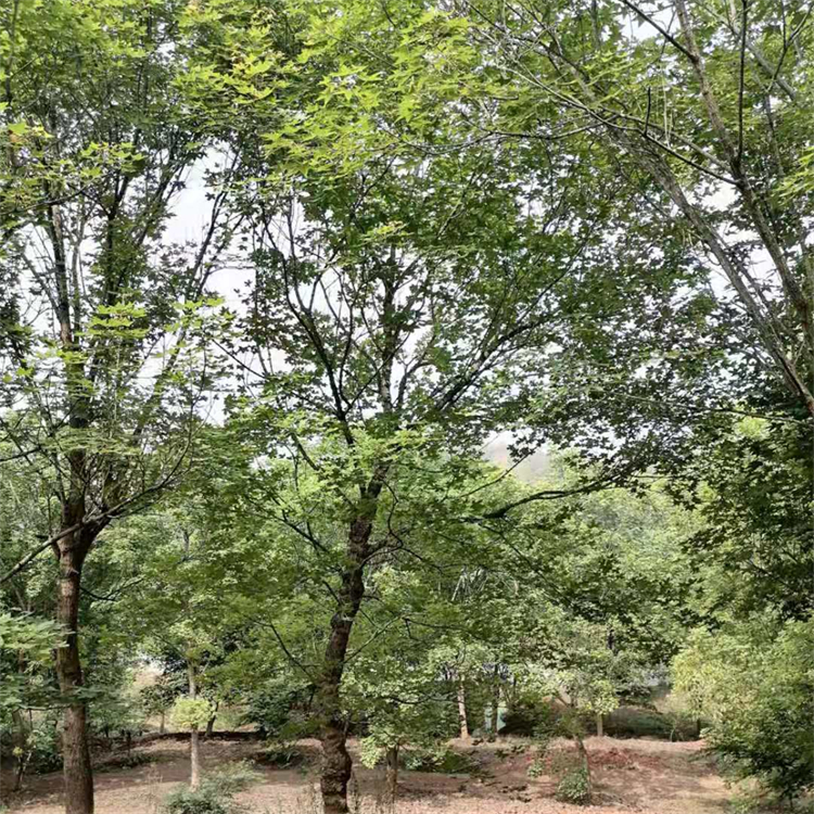原生丛生元宝枫 五角枫 观赏枫树 树形优美 枝叶浓密