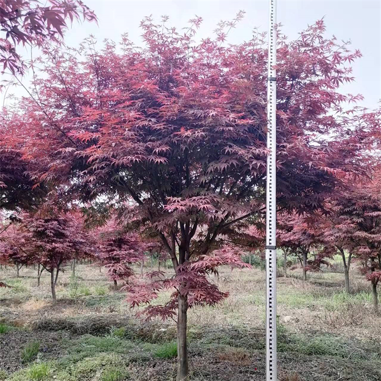 红枫树苗 中国三季红红枫红舞姬 庭院别墅四季红盆栽地栽树木