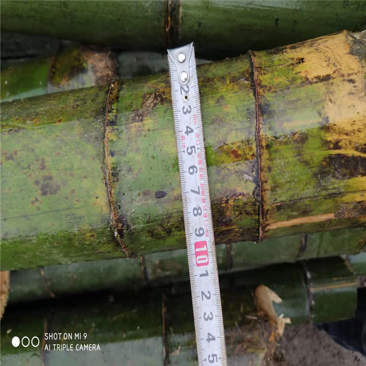 森达竹木 整根楠竹原材料 竹木制品 直径8-10公分