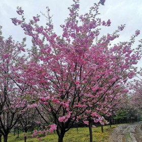日本晚樱 樱花树种植品质好成 活率高