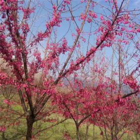 中国红樱花基地直销 5公分樱花树 供应多瓣中国红樱花