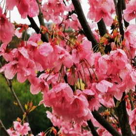 樱花种植  牡丹樱厂家现货  正宗樱花苗报价 樱花谷基地 批发台湾牡丹樱