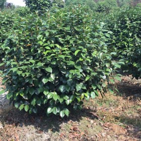 供应茶花球 2.5米高 基地园林绿化用 茶花种植户