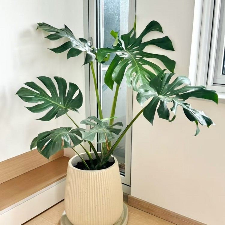 办公室绿植租赁 写字楼室内盆栽出租 摆放养护