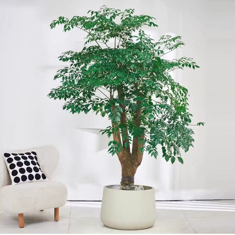 写字楼室内大型盆植物租赁 绿化设计 上门定期养护