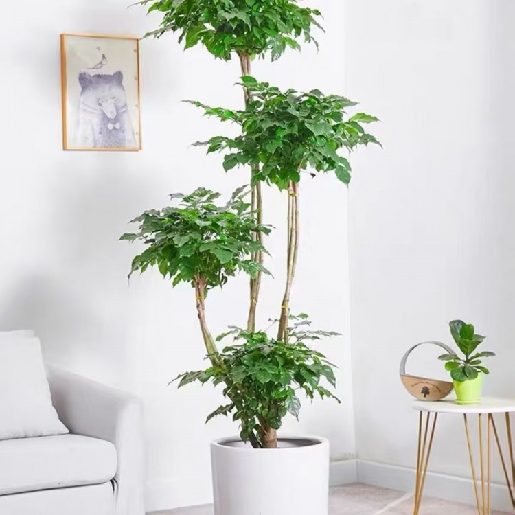 别墅庭院室内大型盆植物租摆 上门养护 绿化工程设计