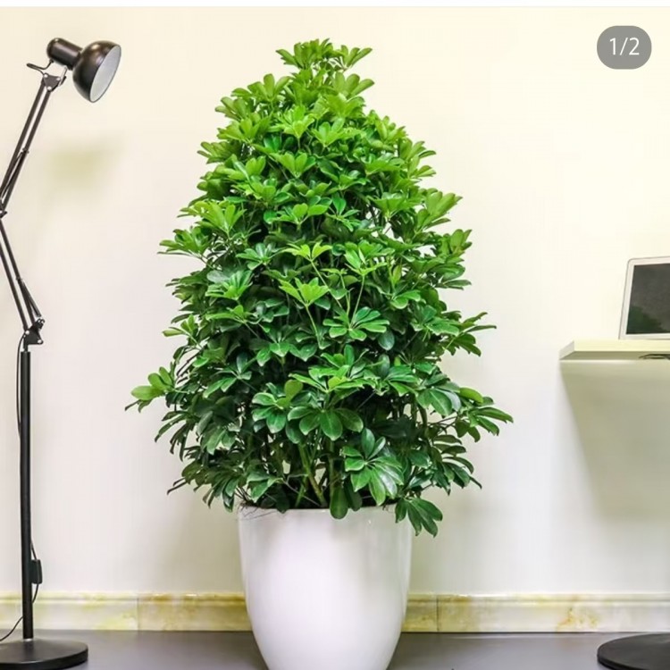 酒店茶房大盆植物租赁 定期养护 绿植盆栽出租
