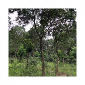 途美园林乌桕树种植 优质行道树培育