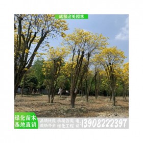 途美园林优质黄花风铃木供应 专业养殖精品树形