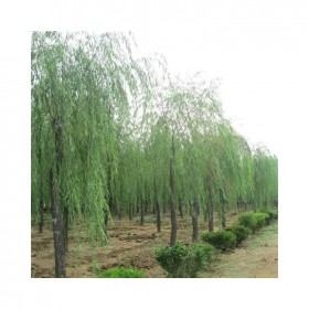 垂柳苗圃直供 货源充足 小区绿化常用苗木