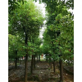 小叶香樟14 15 18 20 22公分树形 苗圃直发 树形漂亮 庭荫树行道树常用