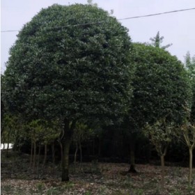 桂花树批量出售 园艺工程绿化苗木 桂花成树现货
