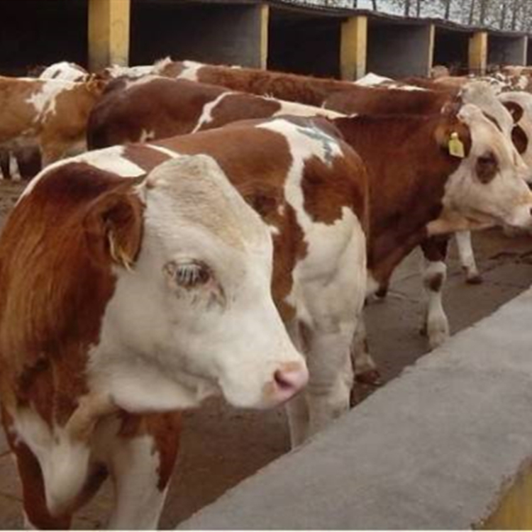 西门塔尔牛出售 好品质肉牛 专业养殖肉牛